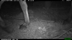 Equus asinus