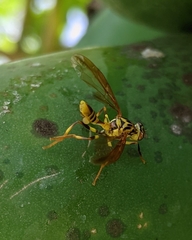 Toxotrypana curvicauda