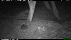 Equus asinus
