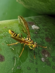 Toxotrypana curvicauda