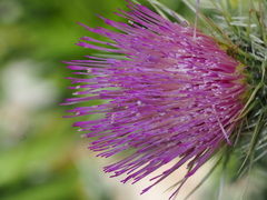 Cirsium eatonii clokeyi