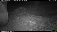 Equus asinus