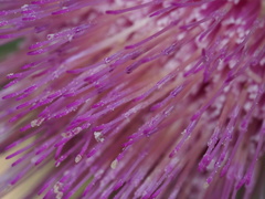 Cirsium eatonii clokeyi