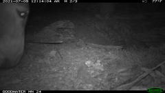Equus asinus