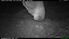 Equus asinus
