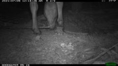 Equus asinus