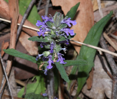 Ajuga australis