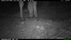 Equus asinus