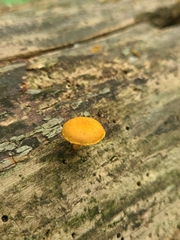 Phaeomarasmius proximans