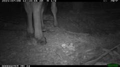 Equus asinus