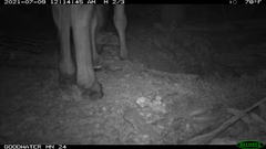 Equus asinus