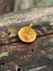 Phaeomarasmius proximans