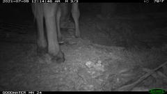 Equus asinus