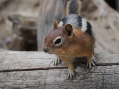 Callospermophilus lateralis certus