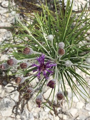 Vernonia lindheimeri