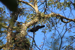 Cyanocorax caeruleus