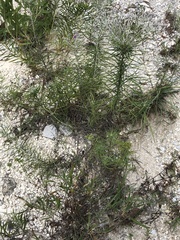 Vernonia lindheimeri