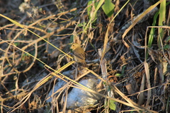 Sporophila caerulescens