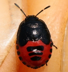 Canthophorus