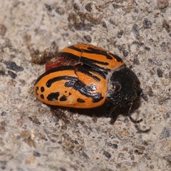 Calligrapha sigmoidea