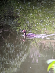 Podiceps cristatus