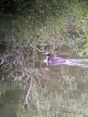 Podiceps cristatus