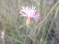 Centaurea paniculata