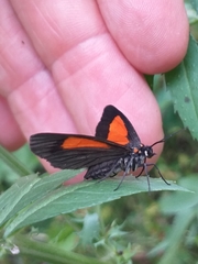 Sangalopsis microleuca