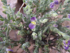 Hebecarpa macradenia