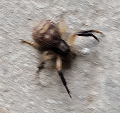 Xysticus texanus