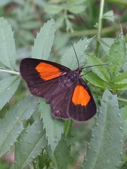 Sangalopsis microleuca