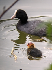 Fulica atra