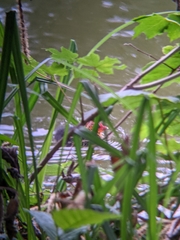 Fulica atra