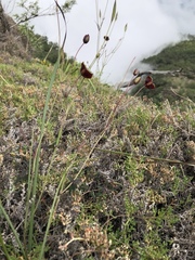 Calochortus pringlei