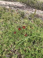 Calochortus pringlei