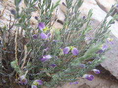 Hebecarpa macradenia