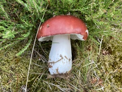 Russula paludosa
