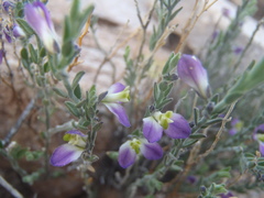Hebecarpa macradenia