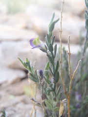 Hebecarpa macradenia