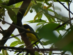 Euphonia affinis