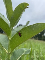 Tetraopes melanurus