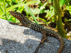 Podarcis muralis