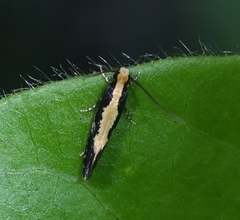 Monopis obviella