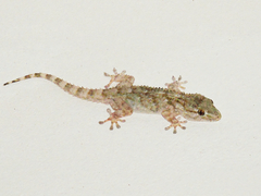 Tarentola mauritanica