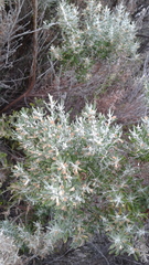 Olearia axillaris