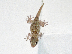 Tarentola mauritanica