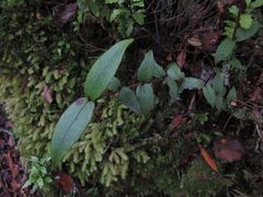 Metrosideros parkinsonii