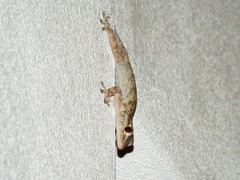 Tarentola mauritanica