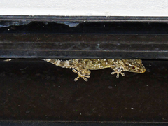 Tarentola mauritanica