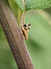 Tephritis bardanae